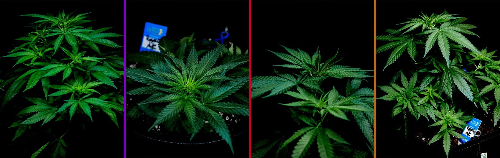 Fase Vegetativa di Royal AK Guida alla Coltivazione di Cannabis Un'illustrazione di una pianta di cannabis Royal AK nella fase vegetativa, che mostra germogli e rami sani su uno sfondo verde, guidando i coltivatori nel processo di ottimizzazione della crescita.
