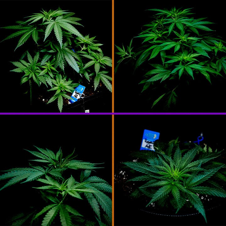 Fase Vegetativa di Royal AK Guida alla Coltivazione di Cannabis Un'illustrazione di una pianta di cannabis Royal AK nella fase vegetativa, che mostra germogli e rami sani su uno sfondo verde, guidando i coltivatori nel processo di ottimizzazione della crescita.