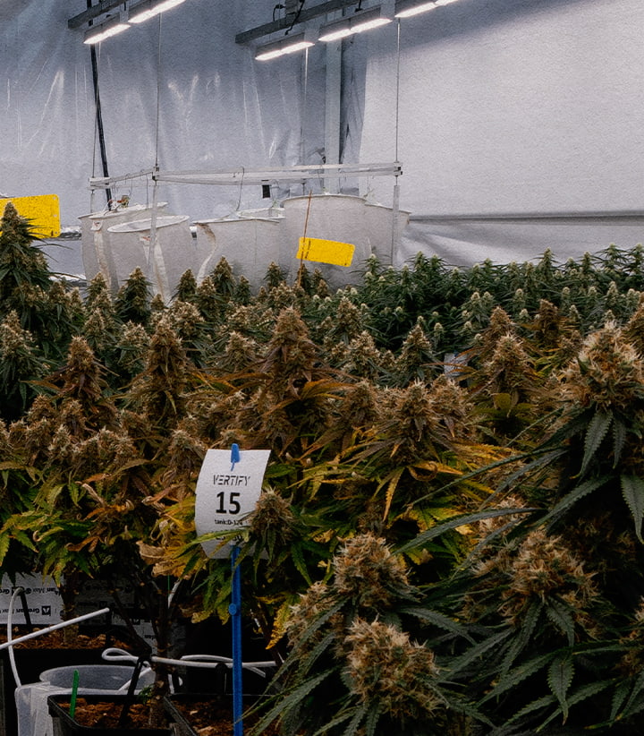 Prova del cannabis ibrido Gaia F1 presso il centro di ricerca Vertify Test controllato dell’ibrido Gaia F1 per valutare substrati, irrigazione e prestazioni di crescita in condizioni identiche.