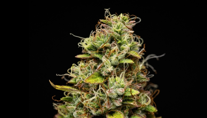Wedding Cake Auto: resa elevata senza troppa altezza Cima di cannabis Wedding Cake Auto con fiori densi e resinosi, pistilli arancioni, foglie zuccherine verdi e crescita compatta su sfondo scuro.