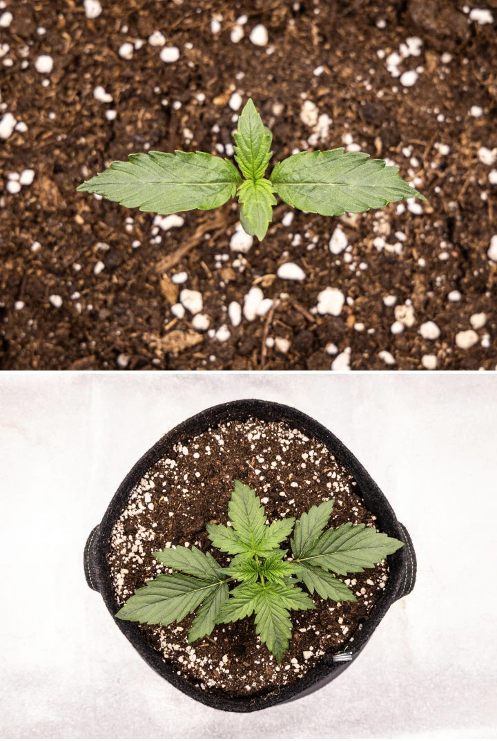 Grow report Wedding Cake Auto: settimana 1, fase di piantina Piantina di cannabis Wedding Cake Auto che cresce nel terriccio durante la settimana 1 del grow report, mostrando lo sviluppo iniziale delle foglie, una crescita verde sana, substrato ricco di perlite e un vaso in tessuto.