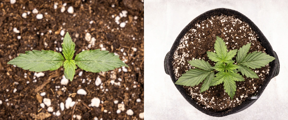 Grow report Wedding Cake Auto: settimana 1, fase di piantina Piantina di cannabis Wedding Cake Auto che cresce nel terriccio durante la settimana 1 del grow report, mostrando lo sviluppo iniziale delle foglie, una crescita verde sana, substrato ricco di perlite e un vaso in tessuto.