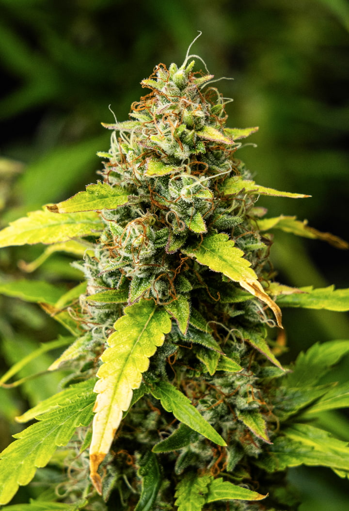 Primo piano delle cime di cannabis Wedding Cake Auto durante la settimana 10 del grow report, con fiori densi e resinosi, pistilli arancioni, tricomi ghiacciati e foglie di fine fioritura che scoloriscono.