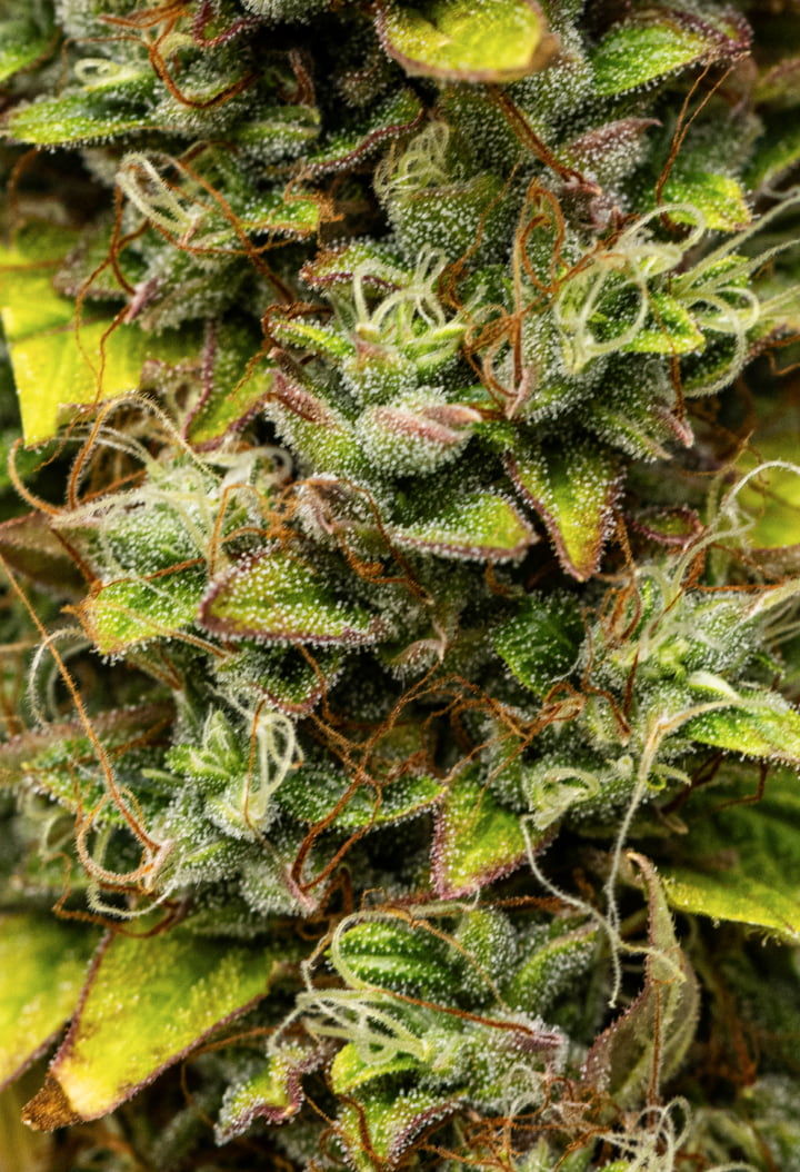 Grow report Wedding Cake Auto: settimana 12, cime pronte per il raccolto Primo piano delle cime di cannabis Wedding Cake Auto durante la settimana 12 del grow report, con fiori resinosi pronti per il raccolto, fitta copertura di tricomi, pistilli arancioni e foglie di fine fioritura che scoloriscono.