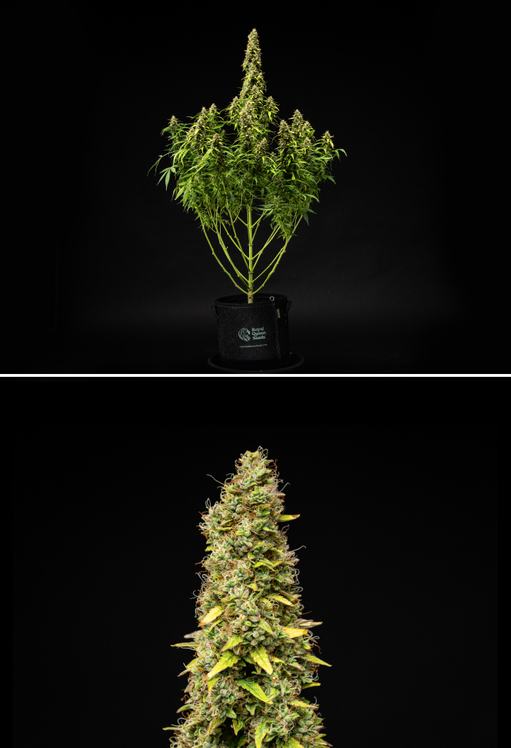 Grow report Wedding Cake Auto: settimana 11, maturazione finale Pianta di cannabis Wedding Cake Auto durante la settimana 11 del grow report, con una struttura alta e matura, cime dense e resinose, pistilli arancioni, foglie che scoloriscono e maturazione finale su sfondo nero.