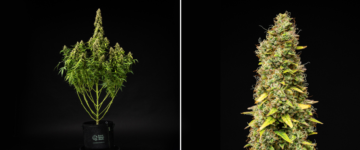 Grow report Wedding Cake Auto: settimana 11, maturazione finale Pianta di cannabis Wedding Cake Auto durante la settimana 11 del grow report, con una struttura alta e matura, cime dense e resinose, pistilli arancioni, foglie che scoloriscono e maturazione finale su sfondo nero.