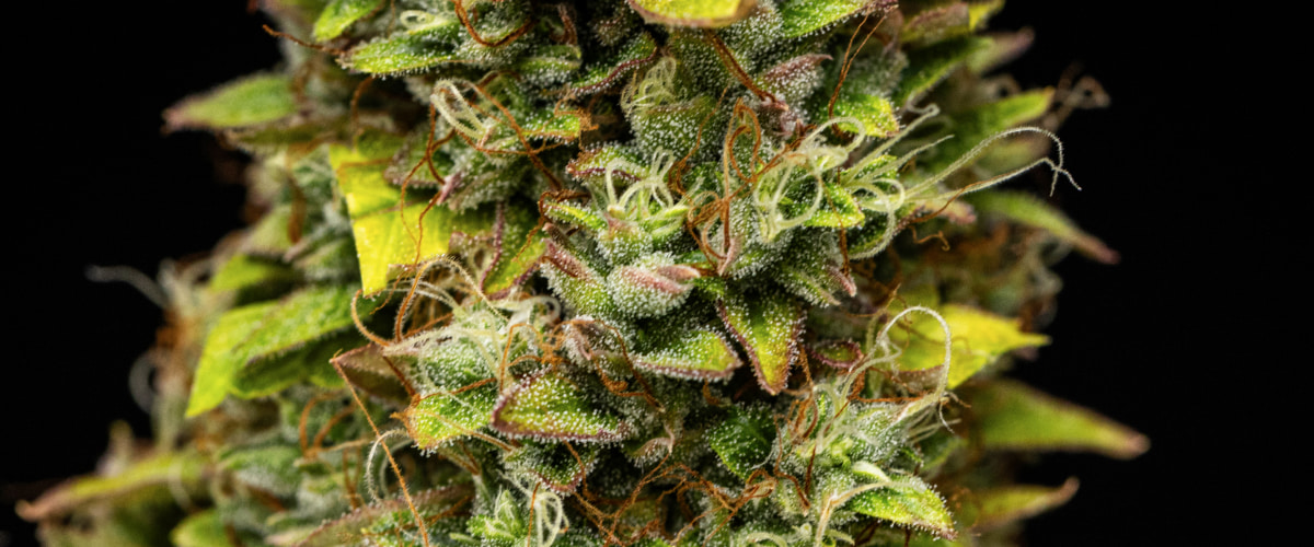 Grow report Wedding Cake Auto: settimana 12, cime pronte per il raccolto Primo piano delle cime di cannabis Wedding Cake Auto durante la settimana 12 del grow report, con fiori resinosi pronti per il raccolto, fitta copertura di tricomi, pistilli arancioni e foglie di fine fioritura che scoloriscono.
