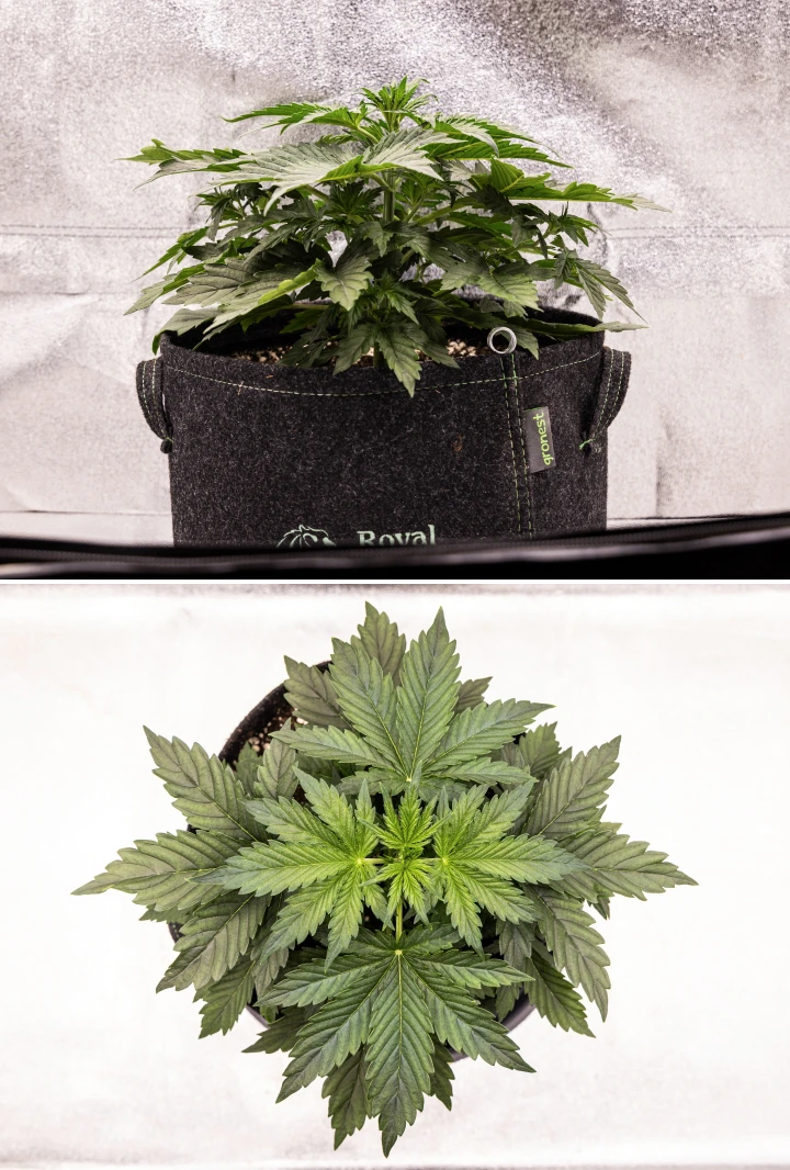 Grow report Wedding Cake Auto: settimana 2, crescita vegetativa Pianta di cannabis Wedding Cake Auto che cresce in un vaso in tessuto durante la settimana 2 del grow report, mostrando uno sviluppo vegetativo denso, ampie foglie verdi, struttura compatta e fogliame sano.