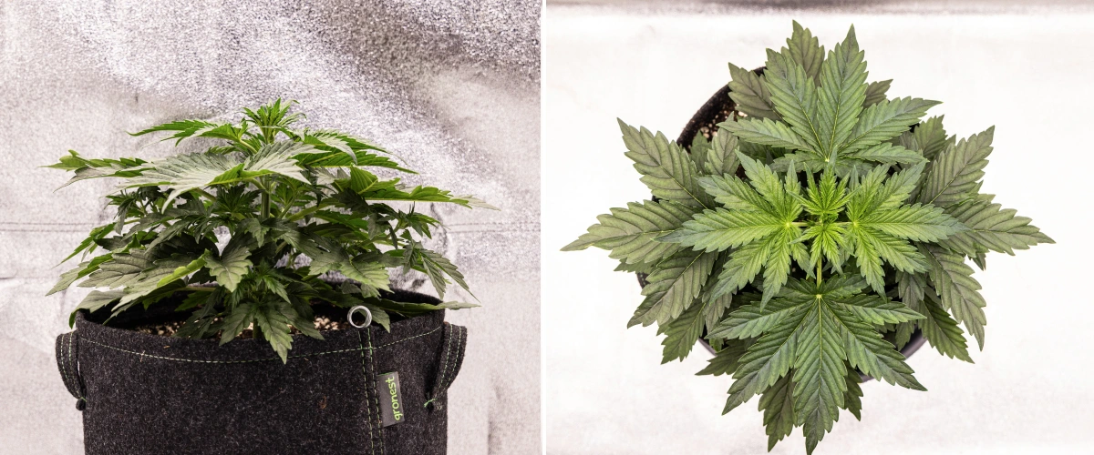 Grow report Wedding Cake Auto: settimana 2, crescita vegetativa Pianta di cannabis Wedding Cake Auto che cresce in un vaso in tessuto durante la settimana 2 del grow report, mostrando uno sviluppo vegetativo denso, ampie foglie verdi, struttura compatta e fogliame sano.