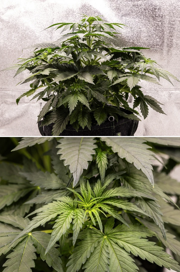 Grow report Wedding Cake Auto: settimana 3, crescita in prefioritura Pianta di cannabis Wedding Cake Auto che cresce in un vaso in tessuto durante la settimana 3 del grow report, mostrando fogliame verde denso, struttura compatta e cespugliosa, nuova crescita superiore e sviluppo precoce della prefioritura.