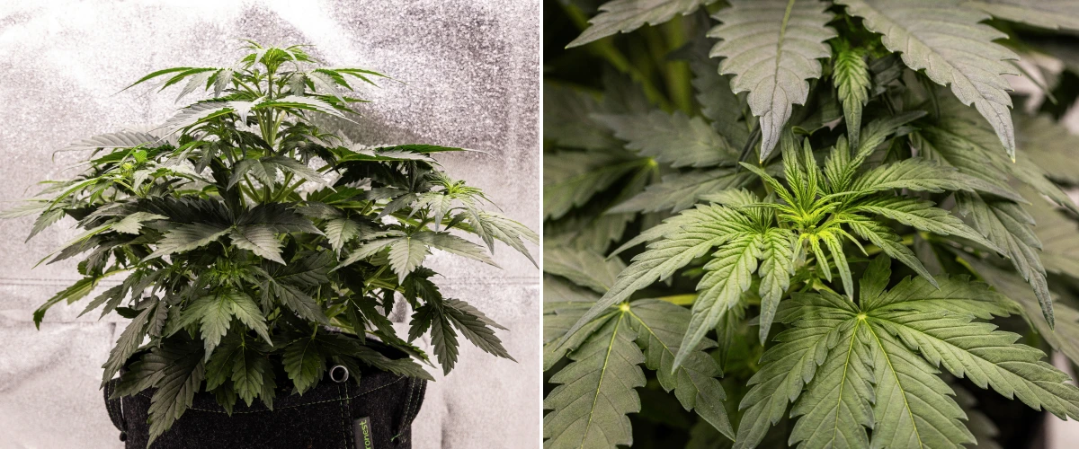 Grow report Wedding Cake Auto: settimana 3, crescita in prefioritura Pianta di cannabis Wedding Cake Auto che cresce in un vaso in tessuto durante la settimana 3 del grow report, mostrando fogliame verde denso, struttura compatta e cespugliosa, nuova crescita superiore e sviluppo precoce della prefioritura.