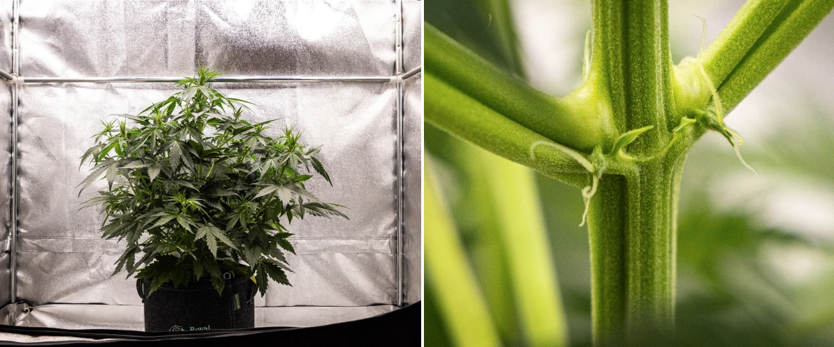 Grow report Wedding Cake Auto: settimana 4, inizio fioritura Pianta di cannabis Wedding Cake Auto che cresce in un vaso in tessuto durante la settimana 4 del grow report, mostrando primi segni di fioritura, forte crescita verticale, fogliame sano e pistilli bianchi sui nodi del fusto.