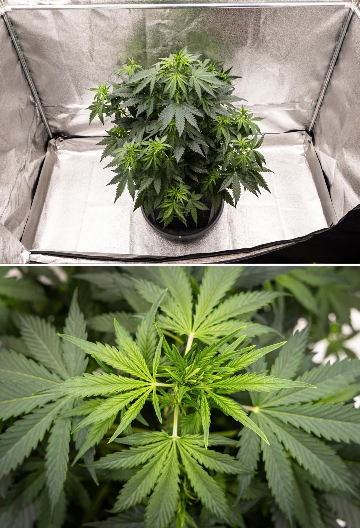 Grow report Wedding Cake Auto: settimana 5, sviluppo precoce delle cime Pianta di cannabis Wedding Cake Auto che cresce in un vaso in tessuto durante la settimana 5 del grow report, mostrando forte crescita verticale, sviluppo precoce delle cime, fogliame verde sano e molteplici siti di fioritura.