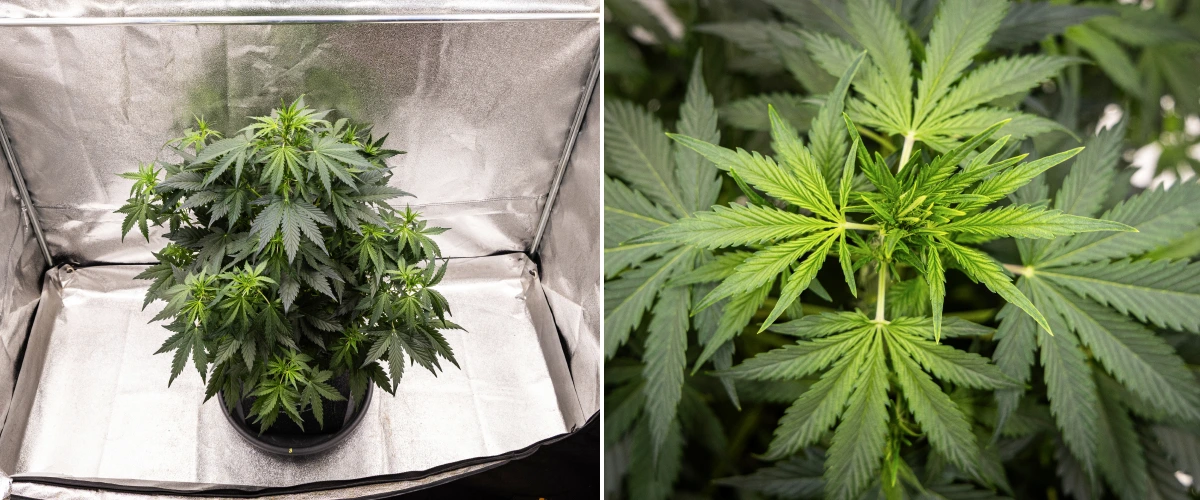 Grow report Wedding Cake Auto: settimana 5, sviluppo precoce delle cime Pianta di cannabis Wedding Cake Auto che cresce in un vaso in tessuto durante la settimana 5 del grow report, mostrando forte crescita verticale, sviluppo precoce delle cime, fogliame verde sano e molteplici siti di fioritura.