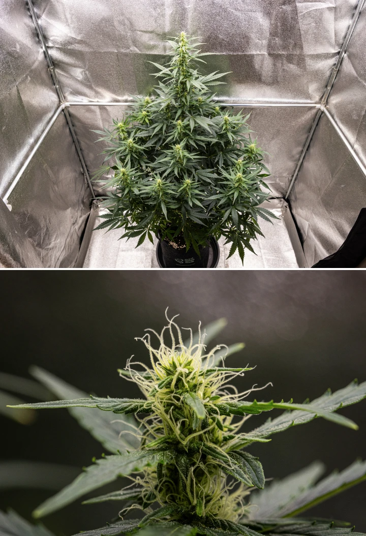 Grow report Wedding Cake Auto: settimana 6, cime in fioritura Pianta di cannabis Wedding Cake Auto che cresce in un vaso in tessuto durante la settimana 6 del grow report, mostrando una crescita alta in fioritura, cime in sviluppo, pistilli bianchi freschi e foglie verdi sane.