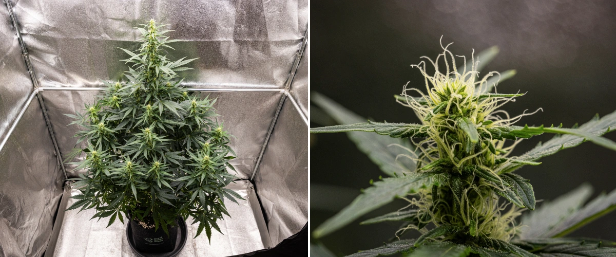Grow report Wedding Cake Auto: settimana 6, cime in fioritura Pianta di cannabis Wedding Cake Auto che cresce in un vaso in tessuto durante la settimana 6 del grow report, mostrando una crescita alta in fioritura, cime in sviluppo, pistilli bianchi freschi e foglie verdi sane.