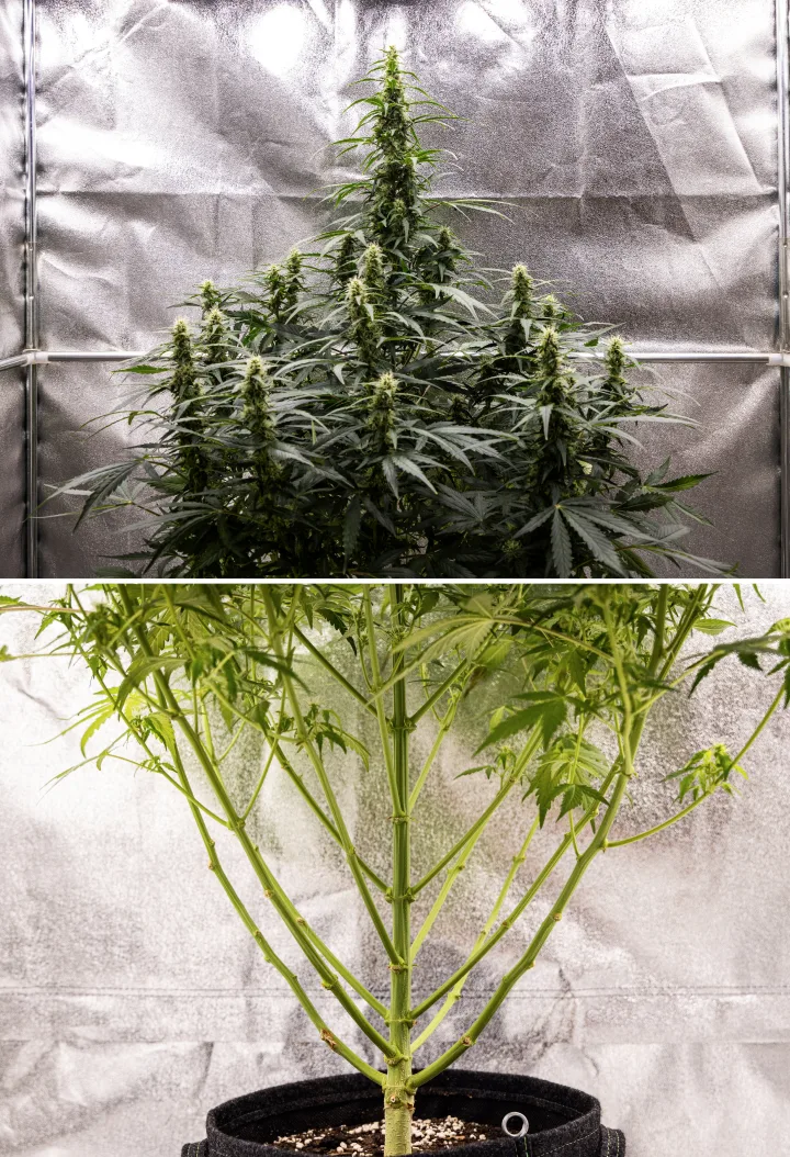 Grow report Wedding Cake Auto: settimana 7, stretch finale Pianta di cannabis Wedding Cake Auto durante la settimana 7 del grow report, con alte cole in fioritura, struttura dei rami robusta, crescita inferiore potata, steli sani e cime in sviluppo.