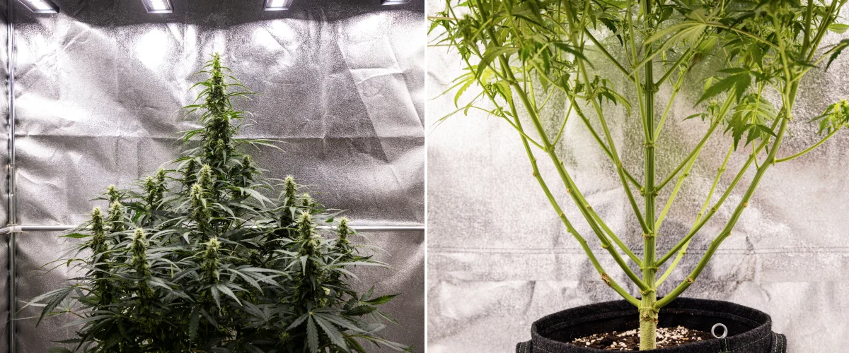 Grow report Wedding Cake Auto: settimana 7, stretch finale Pianta di cannabis Wedding Cake Auto durante la settimana 7 del grow report, con alte cole in fioritura, struttura dei rami robusta, crescita inferiore potata, steli sani e cime in sviluppo.