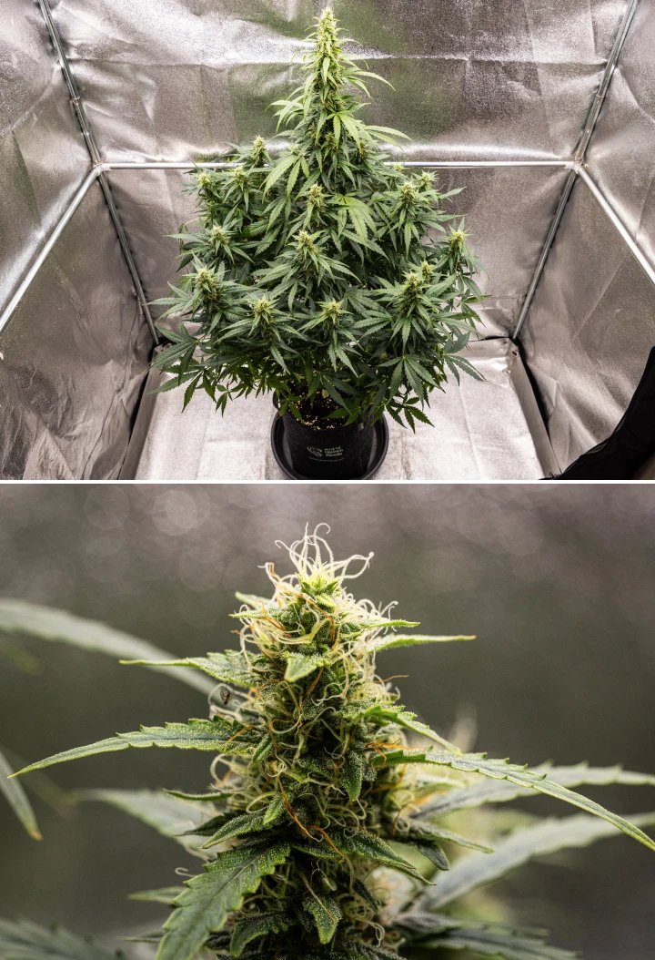 Grow report Wedding Cake Auto: settimana 8, cime resinose Pianta di cannabis Wedding Cake Auto durante la settimana 8 del grow report, mostrando sviluppo di cime resinose, pistilli bianchi e arancioni, foglie resinose sane e alte cole in fioritura.