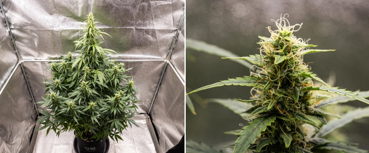 Grow report Wedding Cake Auto: settimana 8, cime resinose Pianta di cannabis Wedding Cake Auto durante la settimana 8 del grow report, mostrando sviluppo di cime resinose, pistilli bianchi e arancioni, foglie resinose sane e alte cole in fioritura.