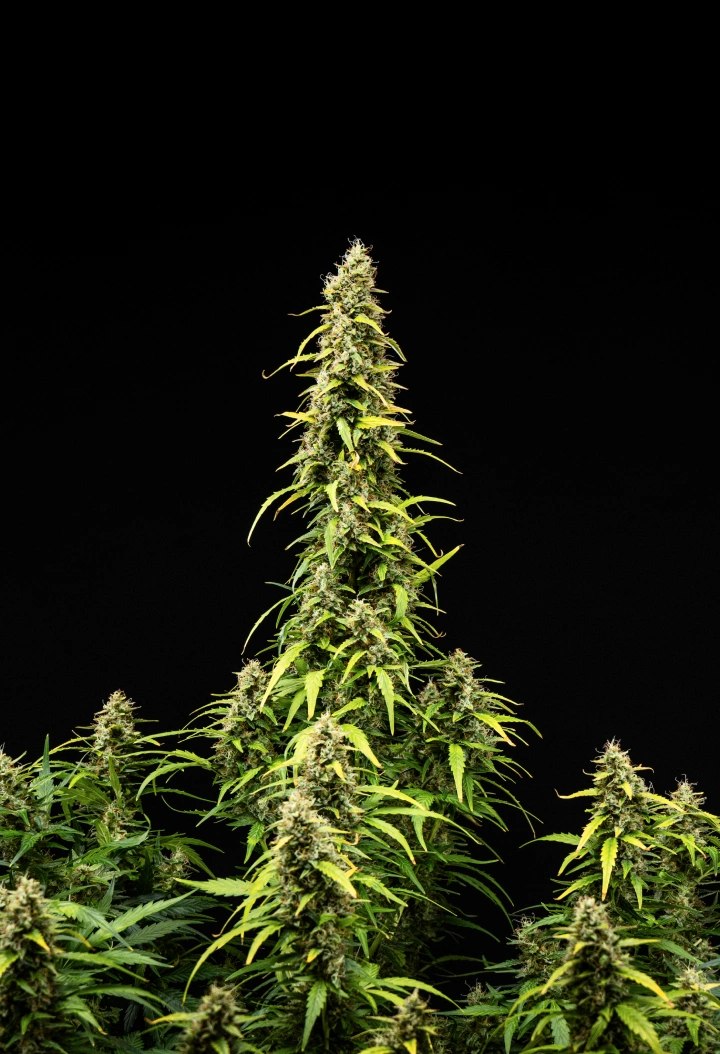 Grow report Wedding Cake Auto: settimana 9, maturazione delle cime Pianta di cannabis Wedding Cake Auto durante la settimana 9 del grow report, con alte cole mature, cime dense e resinose, foglie che scoloriscono e sviluppo finale della fioritura su sfondo nero.
