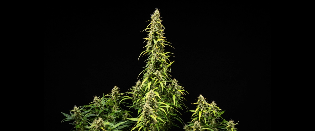 Grow report Wedding Cake Auto: settimana 9, maturazione delle cime Pianta di cannabis Wedding Cake Auto durante la settimana 9 del grow report, con alte cole mature, cime dense e resinose, foglie che scoloriscono e sviluppo finale della fioritura su sfondo nero.