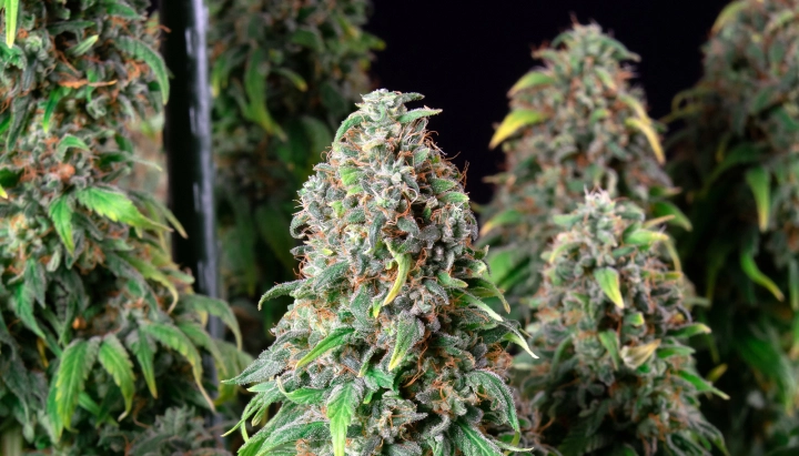 Pianta di cannabis Wedding Gelato con cime dense e ghiacciate, pistilli arancioni, fogliame verde e cole fiorite resinose.