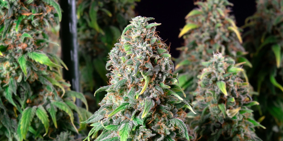 Pianta di cannabis Wedding Gelato con cime dense e ghiacciate, pistilli arancioni, fogliame verde e cole fiorite resinose.