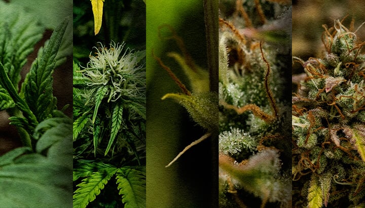 Coltivazione Outdoor di Autofiorente: Cronologia Settimana per Settimana (Inizio Maggio) Cronologia della crescita di un'autofiorente all'aperto: Osserva lo sviluppo settimana per settimana di un'autofiorente di cannabis piantata a maggio, dalla piantina al raccolto. Segui visivamente i suoi progressi.