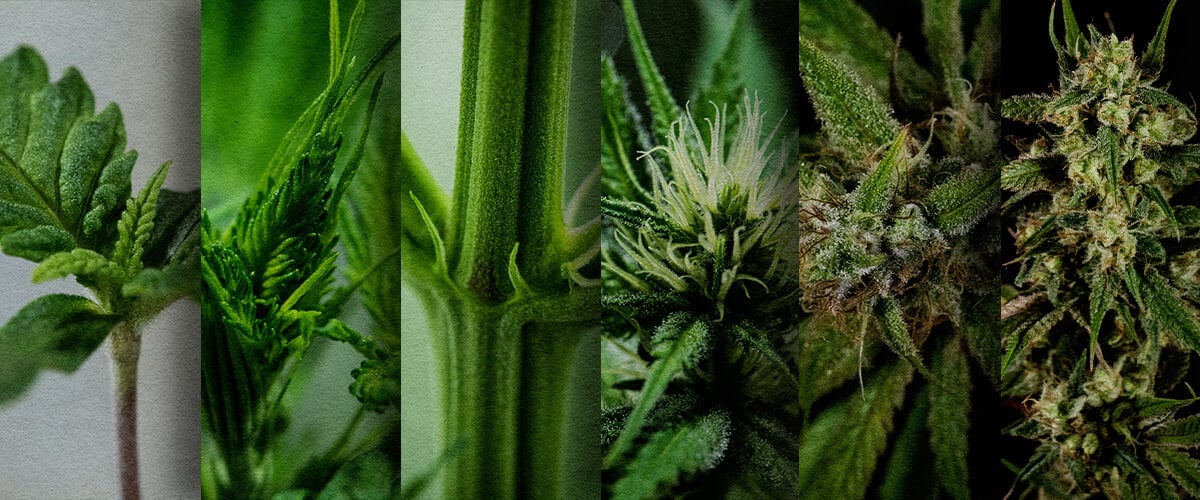 Coltivazione Outdoor di Fotoperiodica: Cronologia Settimana per Settimana (Inizio Maggio) Cronologia della crescita di una fotoperiodica all'aperto: Osserva lo sviluppo settimana per settimana di una fotoperiodica di cannabis piantata a maggio, dalla piantina alla prefioritura. Segui visivamente i suoi progressi.