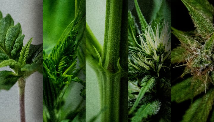 Coltivazione Outdoor di Fotoperiodica: Cronologia Settimana per Settimana (Inizio Maggio) Cronologia della crescita di una fotoperiodica all'aperto: Osserva lo sviluppo settimana per settimana di una fotoperiodica di cannabis piantata a maggio, dalla piantina alla prefioritura. Segui visivamente i suoi progressi.