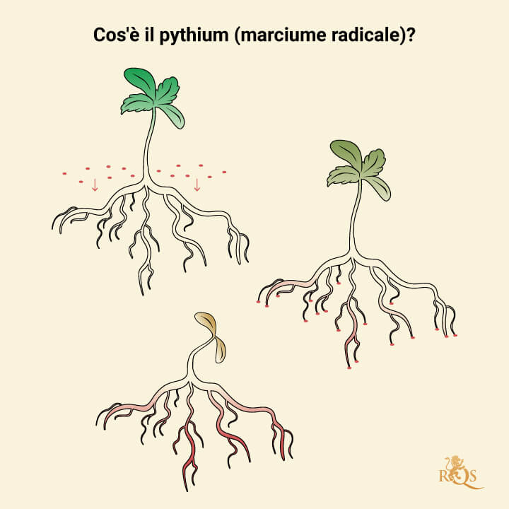 What is Pythium