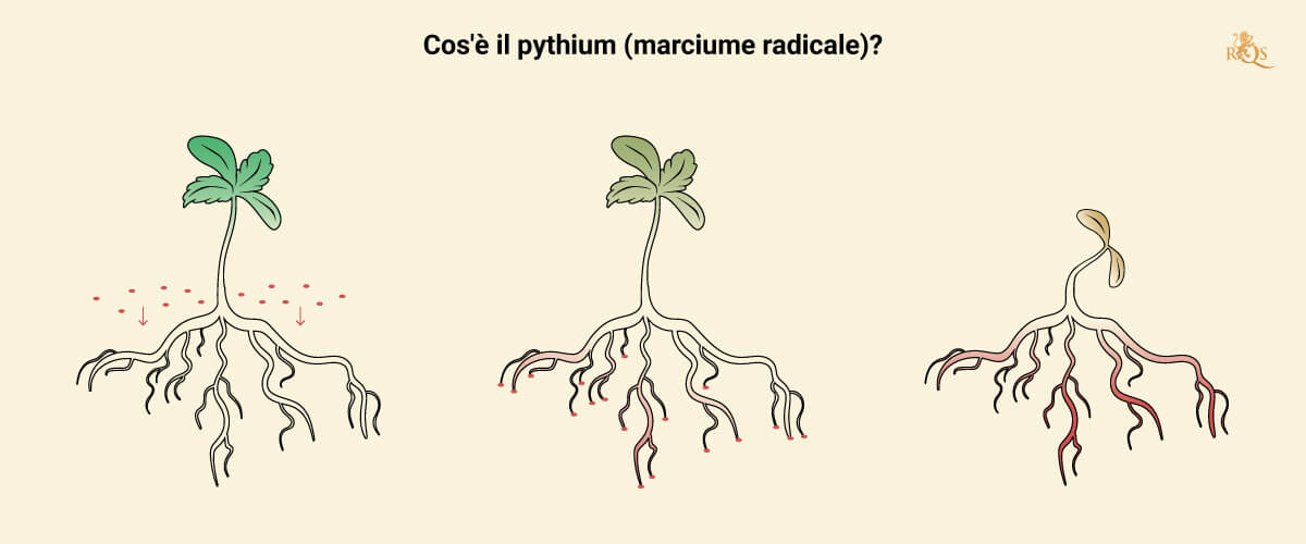 What is Pythium