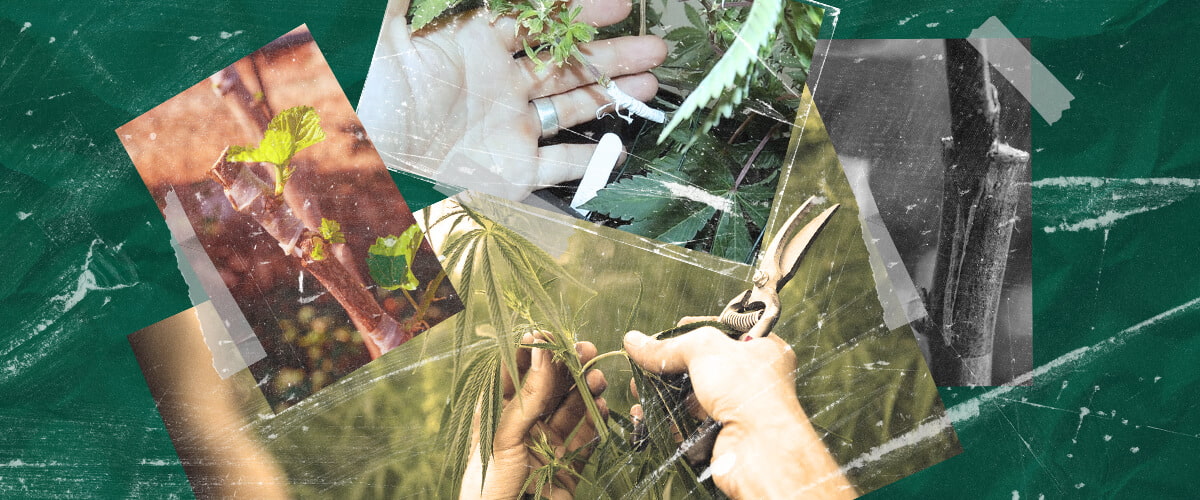 Cos'è l'Innesto della Cannabis? Comprendere il Processo e i Vantaggi Scopri l'innesto della cannabis: cos'è, i suoi vantaggi per i coltivatori e come funziona questa tecnica di propagazione passo dopo passo. Esplora i metodi di innesto della cannabis.