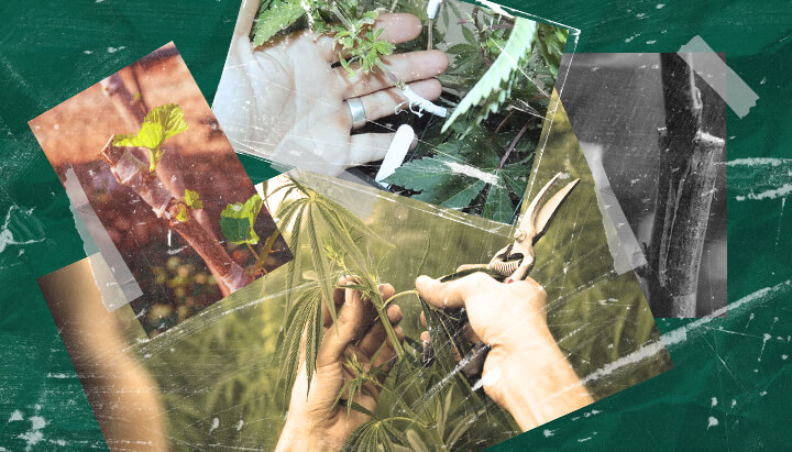 Cos'è l'Innesto della Cannabis? Comprendere il Processo e i Vantaggi Scopri l'innesto della cannabis: cos'è, i suoi vantaggi per i coltivatori e come funziona questa tecnica di propagazione passo dopo passo. Esplora i metodi di innesto della cannabis.