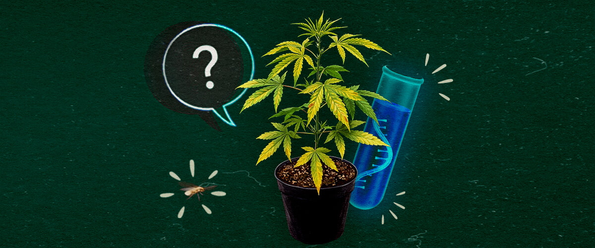 Cos'è il virus CCYV nel cannabis? Pianta di cannabis con provetta e punto interrogativo su sfondo verde, esplorando il virus CCYV.