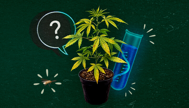 Cos'è il virus CCYV nel cannabis? Pianta di cannabis con provetta e punto interrogativo su sfondo verde, esplorando il virus CCYV.