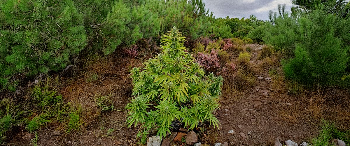Pianta di Cannabis Selvatica in Bosco Naturale Una pianta di cannabis selvatica tra arbusti forestali e un sentiero roccioso, circondata da pini verdi e vegetazione colorata.