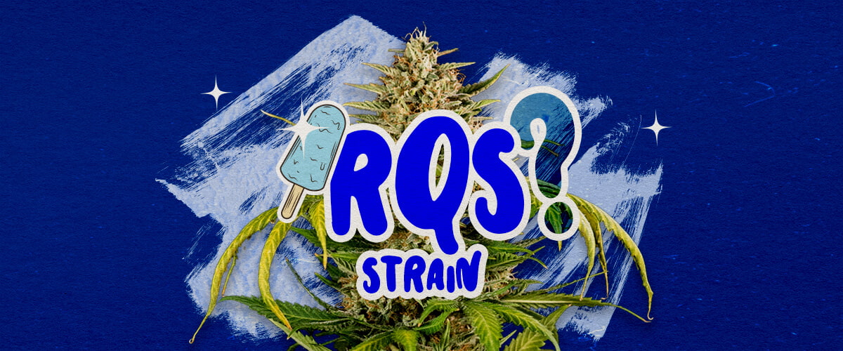 Informazioni sulla Varietà Blue Gelato Guida Cannabis Un'illustrazione di un bocciolo di cannabis Blue Gelato con tonalità viola e pistilli arancioni, con elementi di aroma fruttato di mirtillo e cremoso, su uno sfondo verde, che fornisce informazioni chiave sulla varietà Blue Gelato.