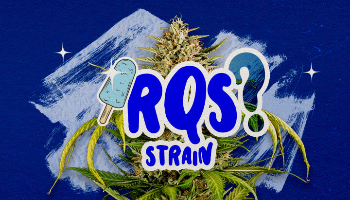 Informazioni sulla Varietà Blue Gelato Guida Cannabis Un'illustrazione di un bocciolo di cannabis Blue Gelato con tonalità viola e pistilli arancioni, con elementi di aroma fruttato di mirtillo e cremoso, su uno sfondo verde, che fornisce informazioni chiave sulla varietà Blue Gelato.