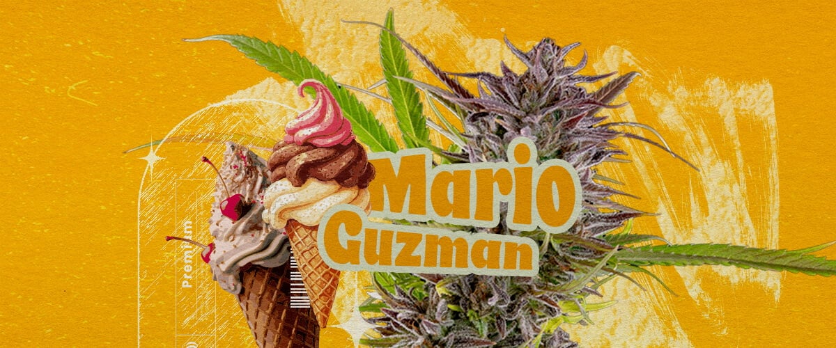 Cos'è la varietà Gelato? Un'illustrazione che presenta un bocciolo di cannabis con il testo in grassetto