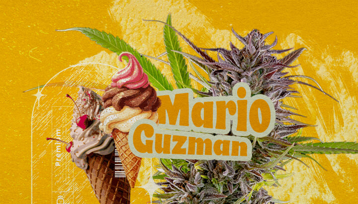 Cos'è la varietà Gelato? Un'illustrazione che presenta un bocciolo di cannabis con il testo in grassetto