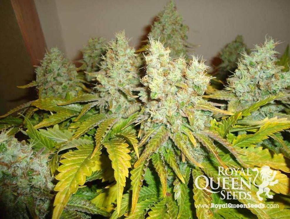 White Widow Feminized Cannabis Strains