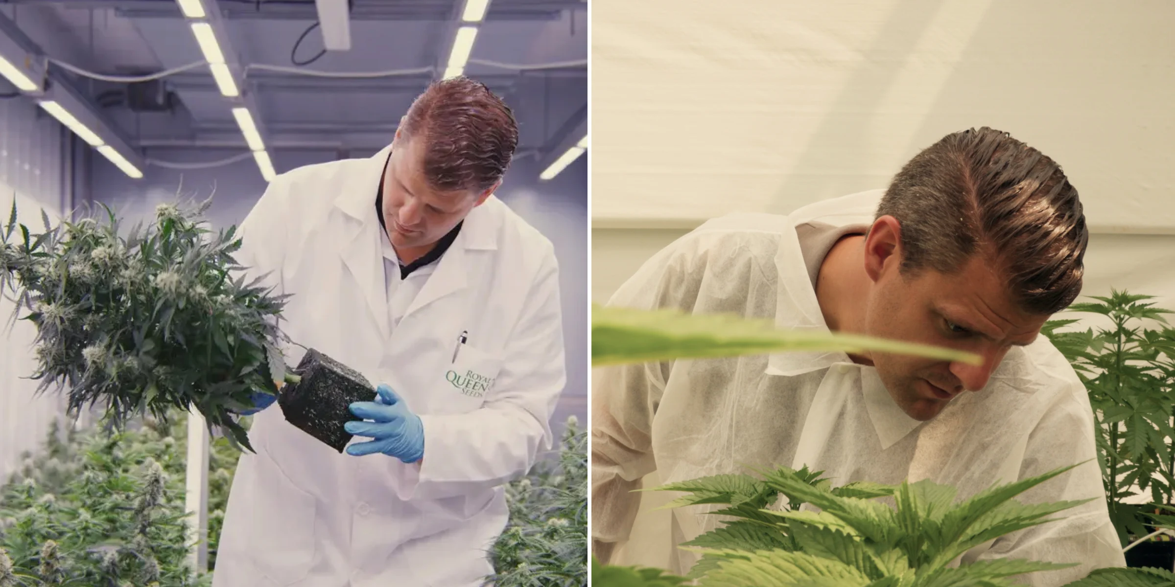 Maikel ispeziona piante di cannabis fotoperiodiche ibride F1 in una serra di ricerca controllata, mostrando valutazione pratica delle piante, fiori maturi, fogliame sano e condizioni di prova di breeding.