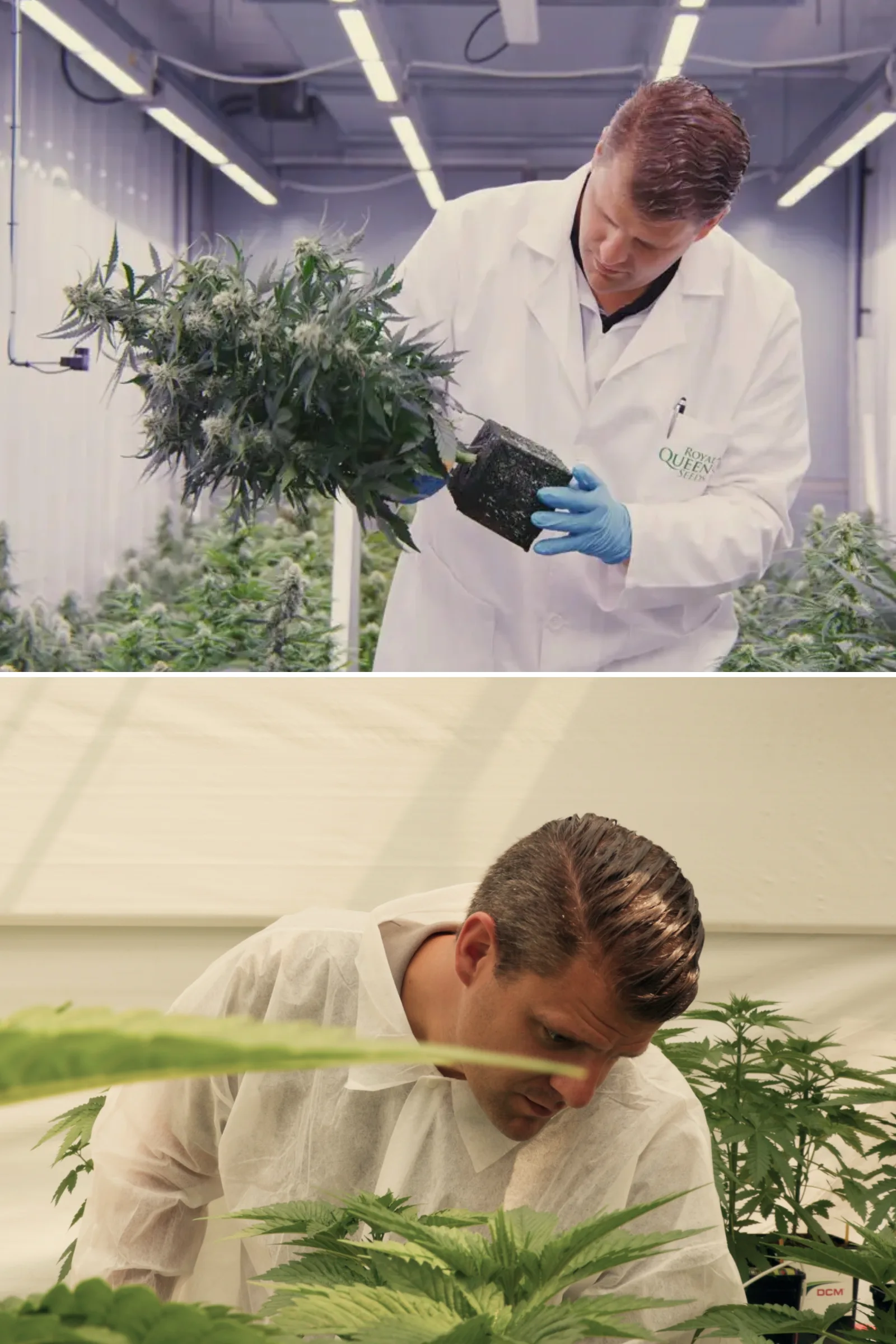 Maikel ispeziona piante di cannabis fotoperiodiche ibride F1 in una serra di ricerca controllata, mostrando valutazione pratica delle piante, fiori maturi, fogliame sano e condizioni di prova di breeding.
