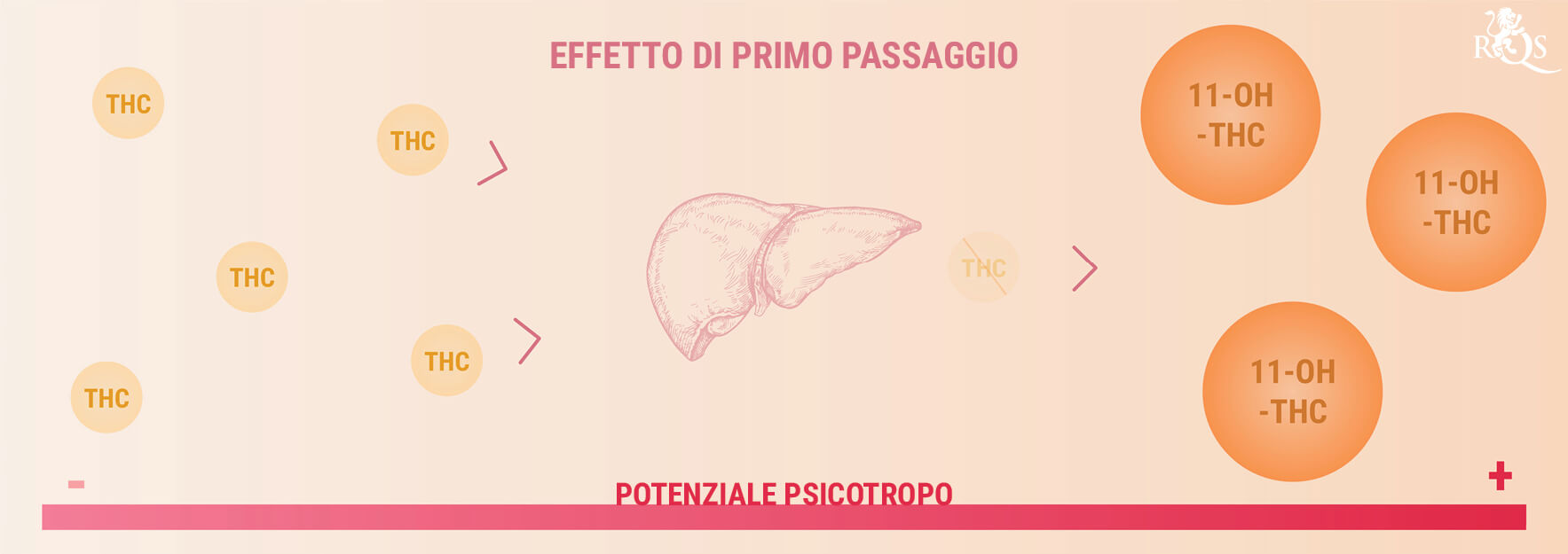 Come Vengono Digeriti ed Elaborati i Prodotti Commestibili alla Marijuana