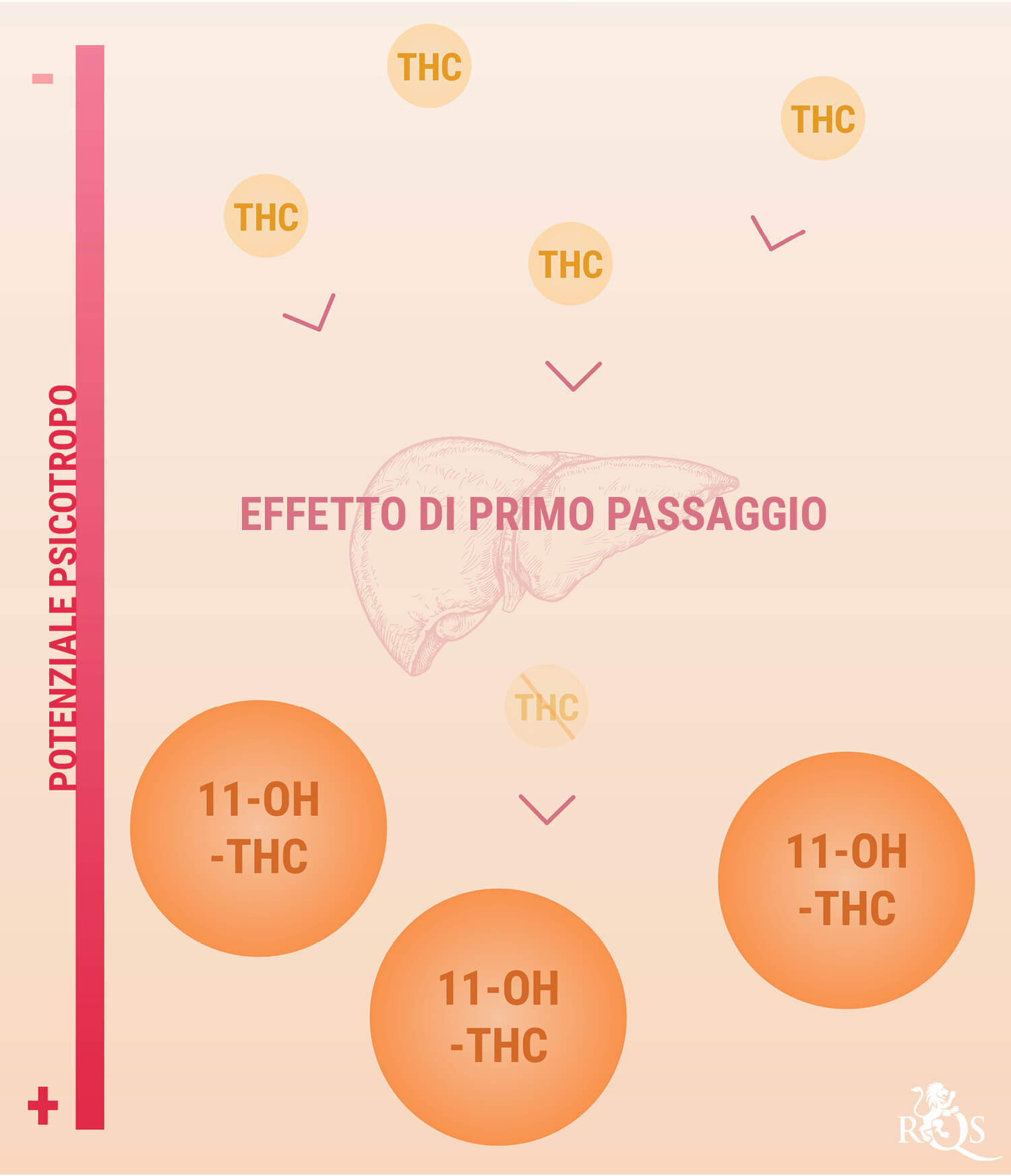 Come Vengono Digeriti ed Elaborati i Prodotti Commestibili alla Marijuana