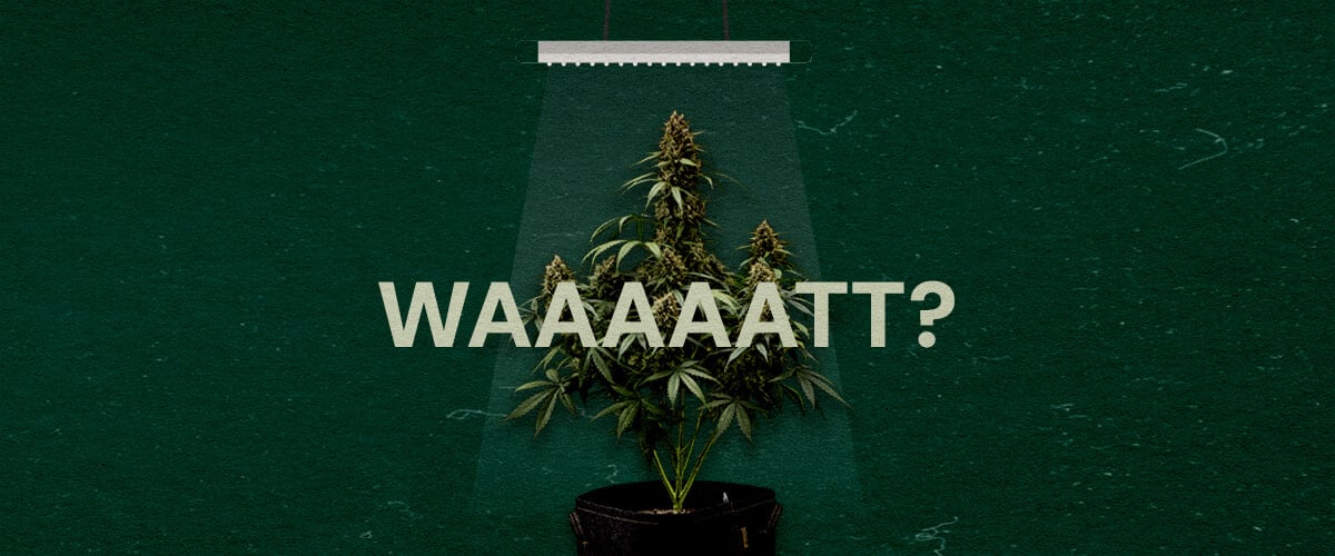 Perché la Potenza delle Luci da Coltivazione è Importante Cannabis Un'illustrazione di una pianta di cannabis sotto una luce da coltivazione con il testo