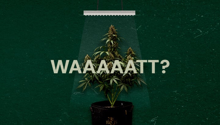 Perché la Potenza delle Luci da Coltivazione è Importante Cannabis Un'illustrazione di una pianta di cannabis sotto una luce da coltivazione con il testo