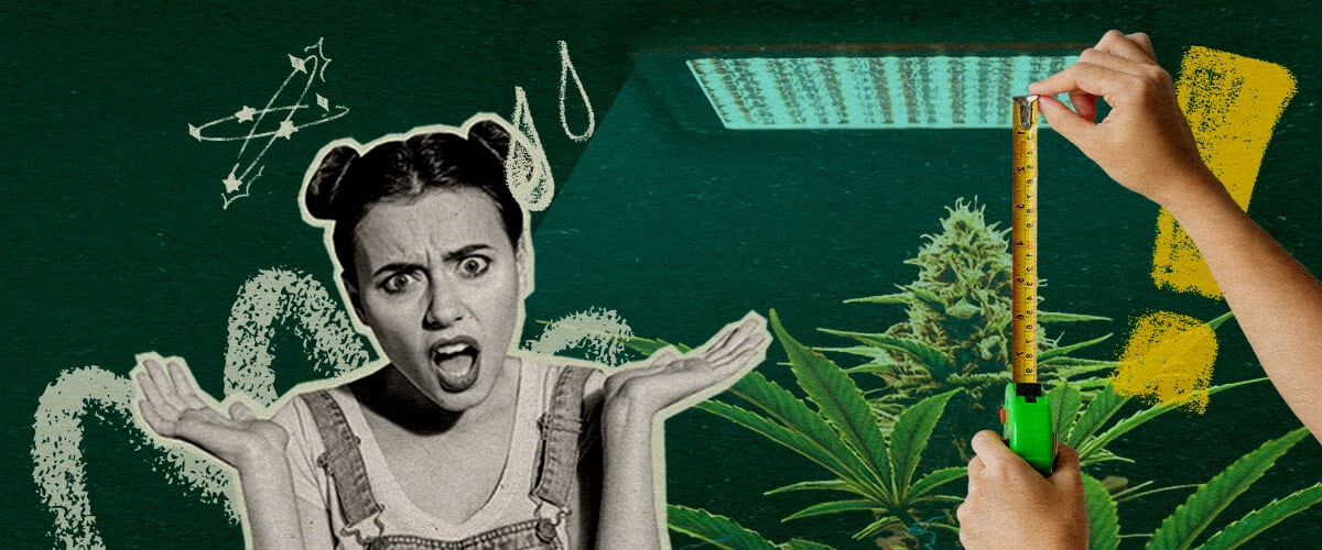 Perché la Distanza della Luce È Importante: Immagine Configurazione Luce Pianta di cannabis con luce di coltivazione e metro, evidenziando l'importanza della distanza della luce per la salute della pianta su sfondo verde scuro, ideale per consigli di coltivazione di cannabis.